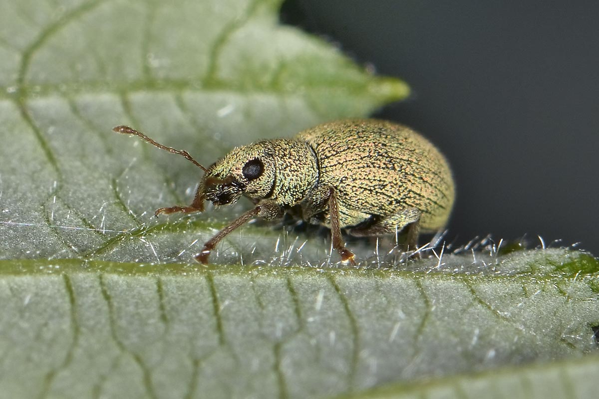 Stasiodis parvulus, Curculionidae